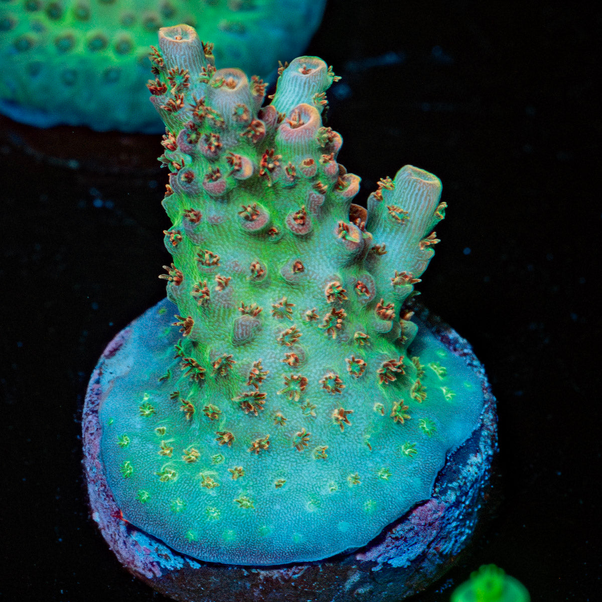 Night Furry Acropora 