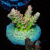 Robot Santa Claus Acropora 