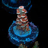 Cherry Bomb Acropora 