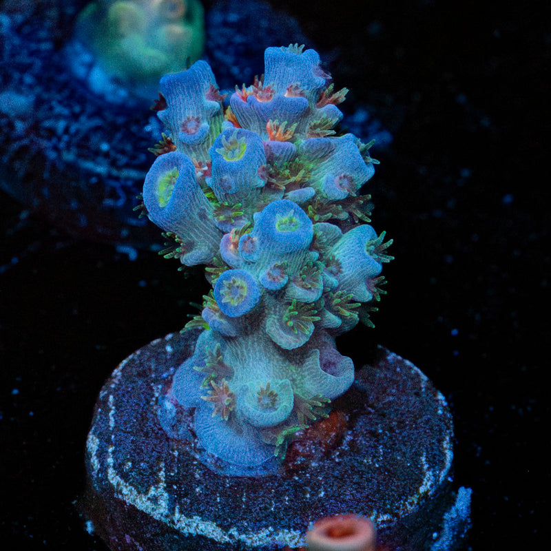 TSA Rainbow Fusion Acropora