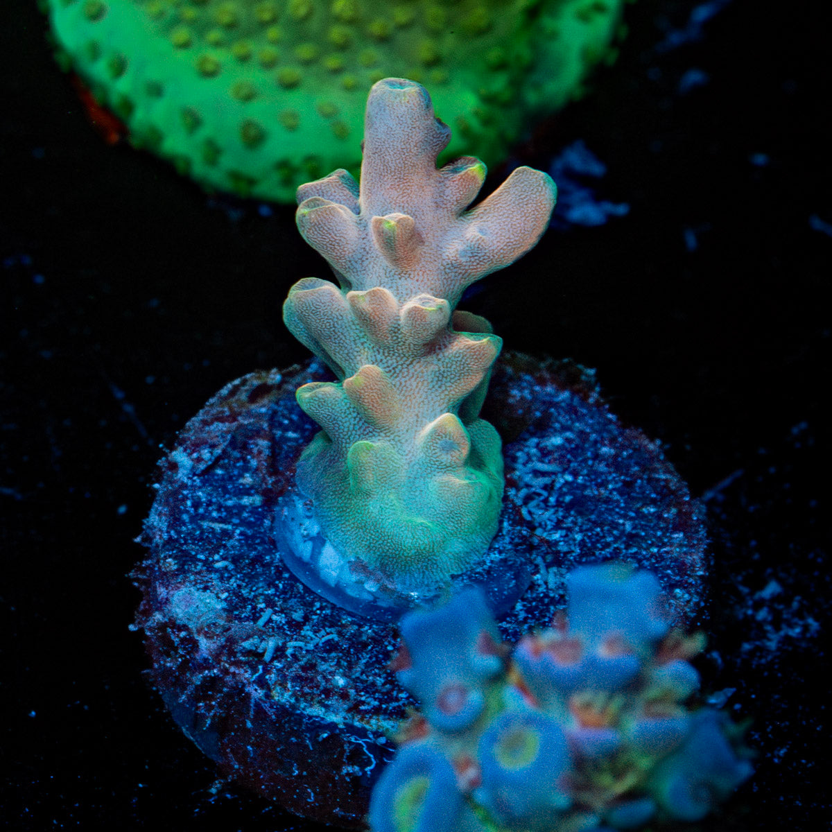 Bali Shortcake Acropora 