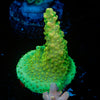 Paletta Pink Tip Acropora 
