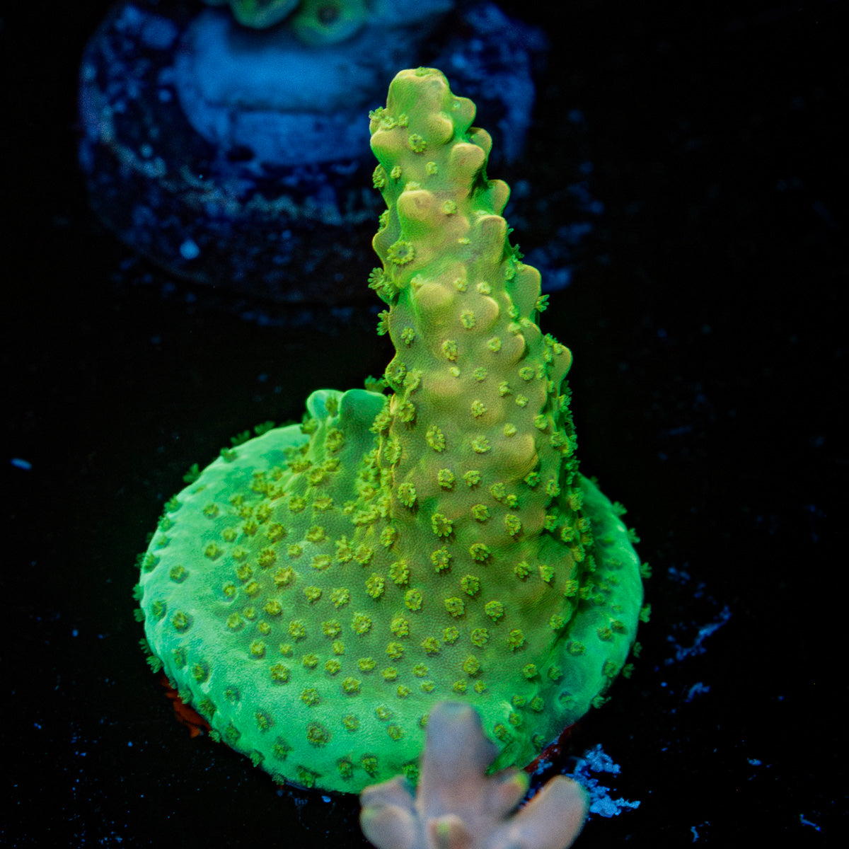 Paletta Pink Tip Acropora 