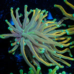 Dragon tamer Torch Euphyllia Coral with flowing tentacles in reef aquarium