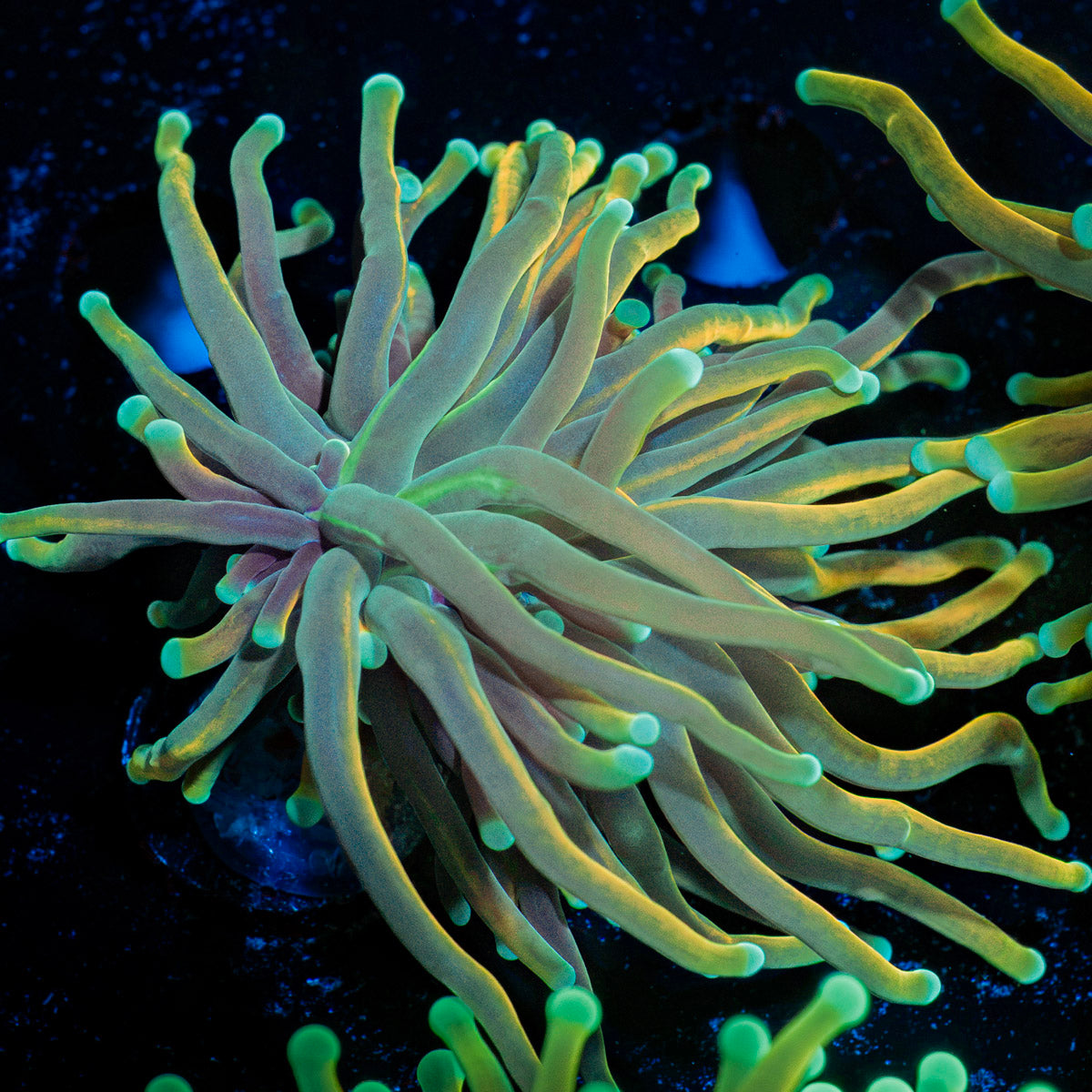 Dragon tamer Torch Euphyllia Coral with flowing tentacles in reef aquarium