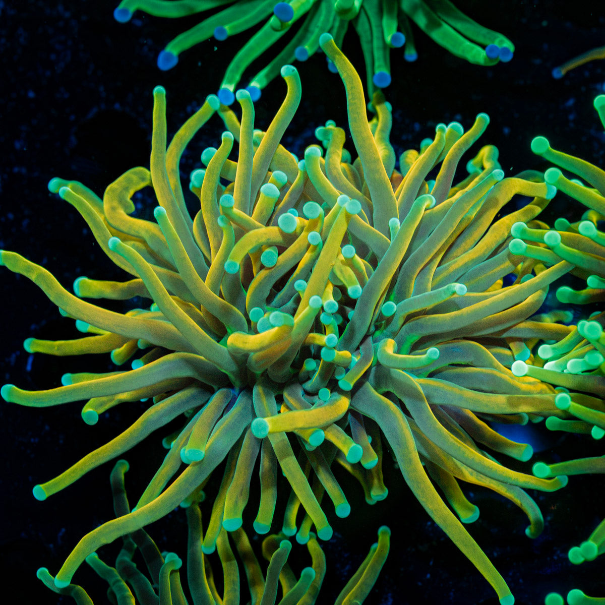Banana Boat Torch Euphyllia Coral with flowing tentacles in reef aquarium