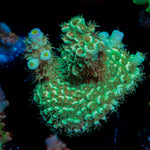 Oscar The Grouch Acropora Coral with branching growth in reef aquarium