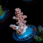 Vivids Conffitte Acropora Coral with branching growth in reef aquarium