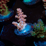 Vivids Conffitte Acropora Coral with branching growth in reef aquarium