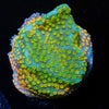 Rainbow Montipora 