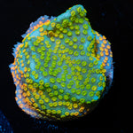 Rainbow Montipora 