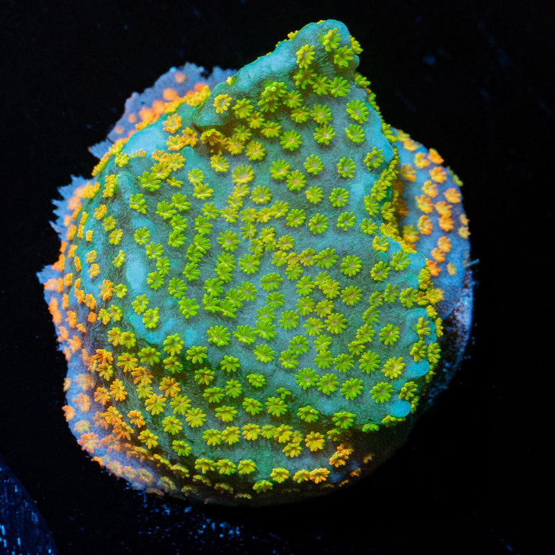 Rainbow Montipora