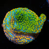 Rainbow Montipora 