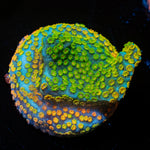 Rainbow Montipora 
