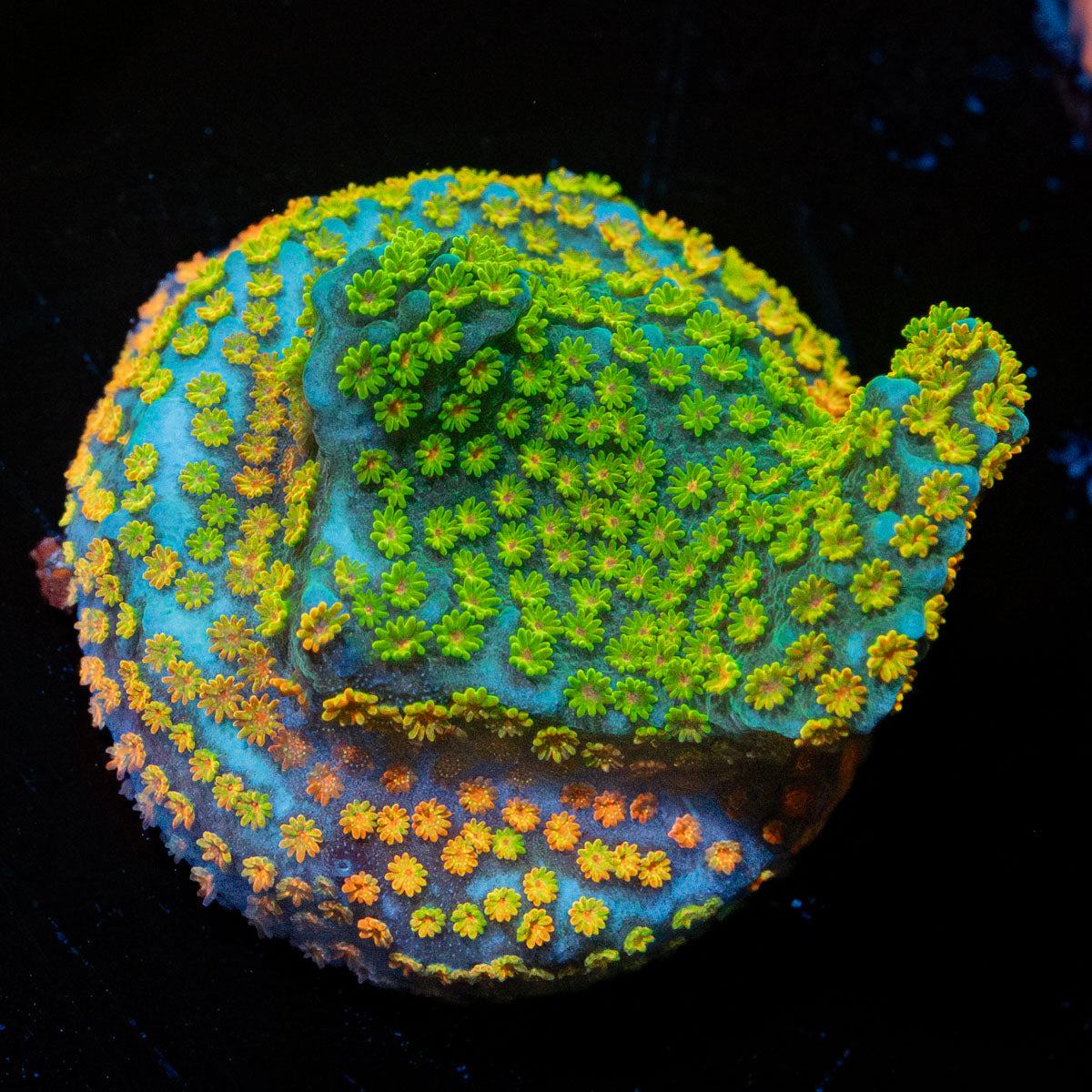 Rainbow Montipora 