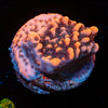 Cherry Tree Montipora 