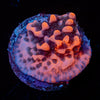 Cherry Tree Montipora 