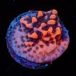 Cherry Tree Montipora 