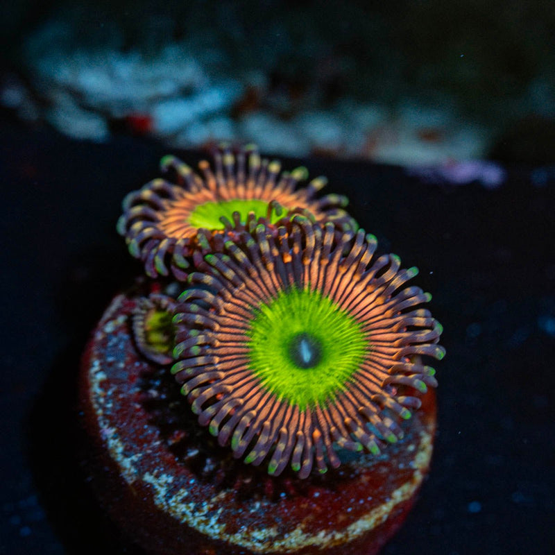 Candy Apple Pink Zoanthid