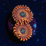 Dark Magician Zoanthid - riptide aquaculture llc
