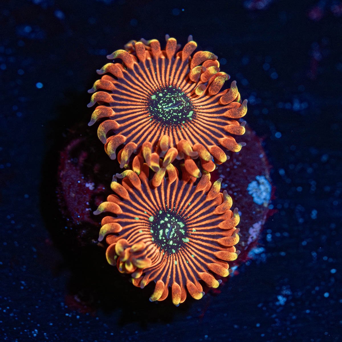 Dark Magician Zoanthid - riptide aquaculture llc