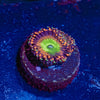 Candy Apple Red Zoanthid - riptide aquaculture llc