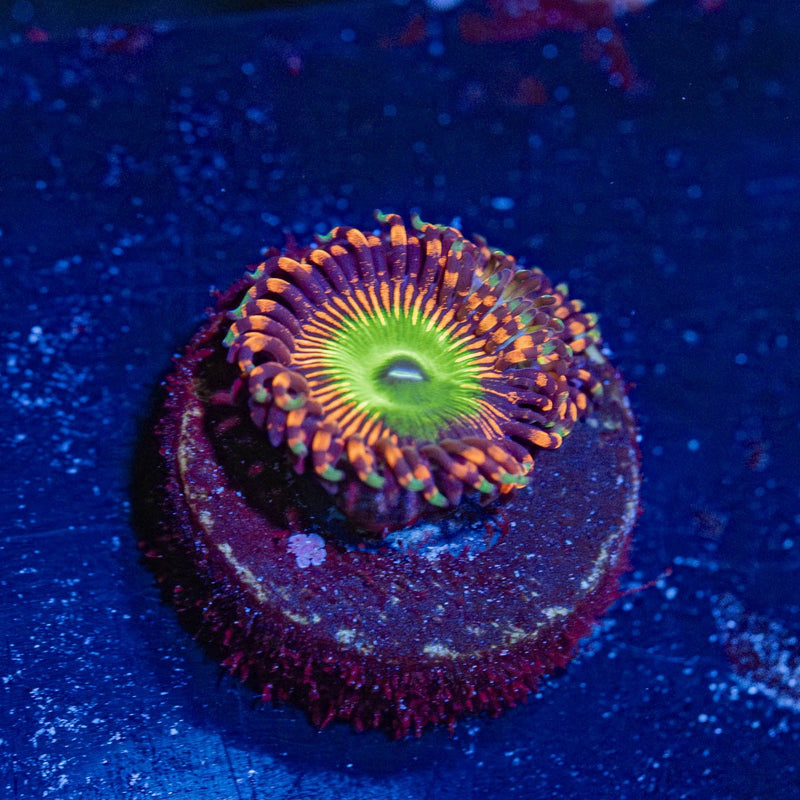 Candy Apple Red Zoanthid