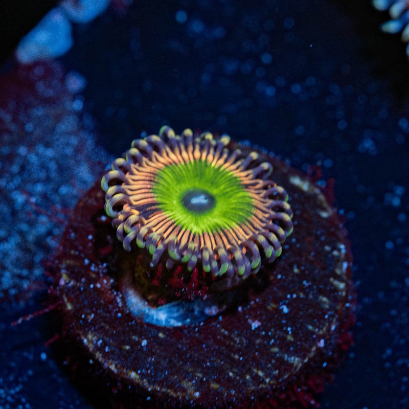 Candy Apple Pink Zoanthid