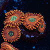 Dark Magician Zoanthid - riptide aquaculture llc