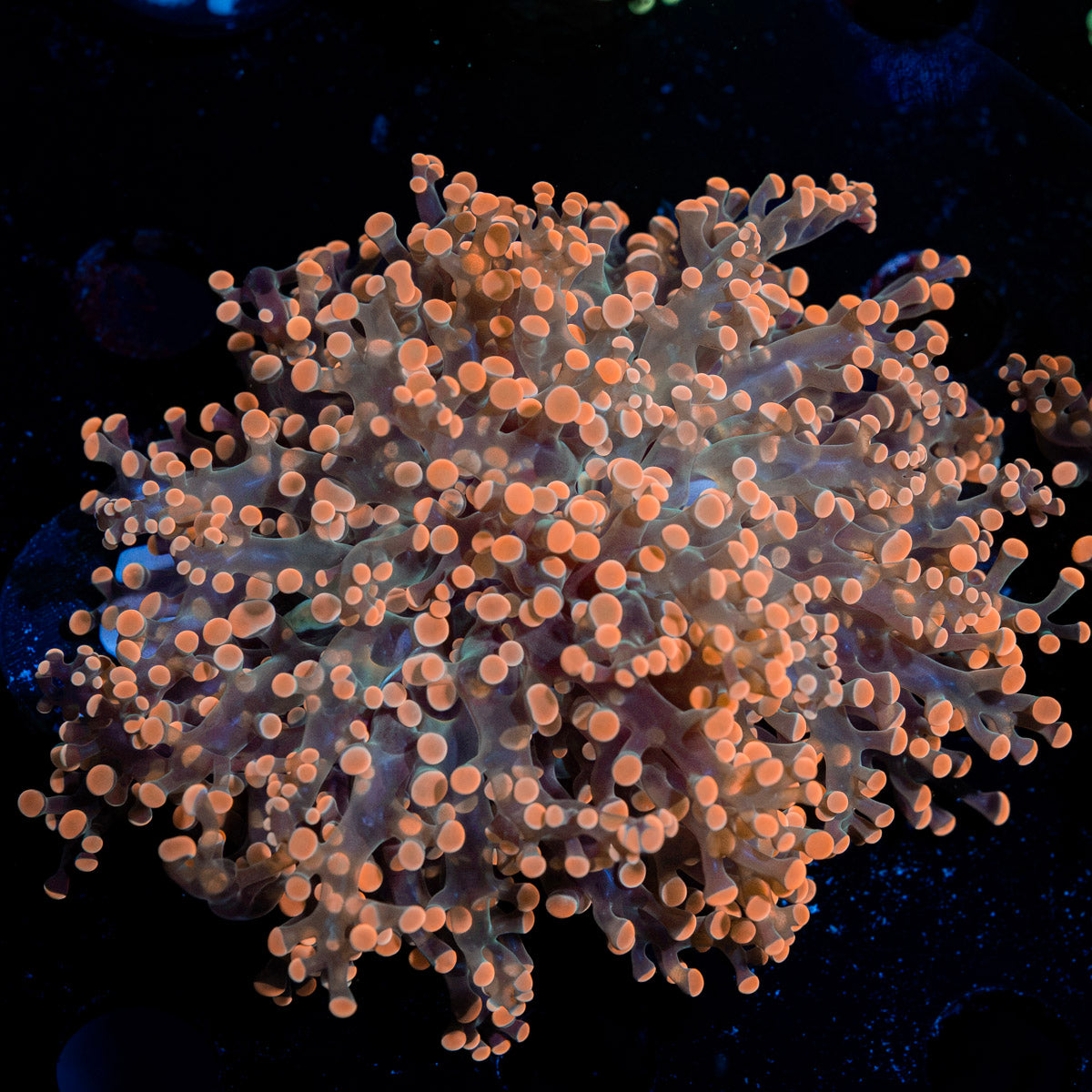 Peach Frogspawn Euphyllia Coral with branching fleshy heads in reef aquarium