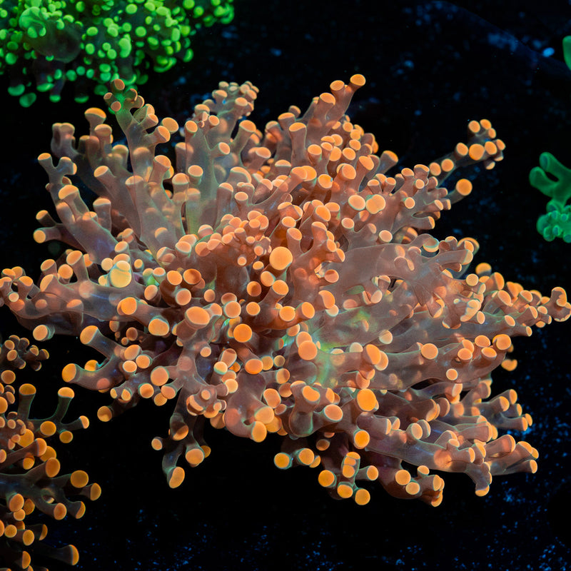 Peach Frogspawn Euphyllia Coral with branching fleshy heads in reef aquarium