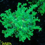 Classic Frogspawn Euphyllia Coral with branching fleshy heads in reef aquarium