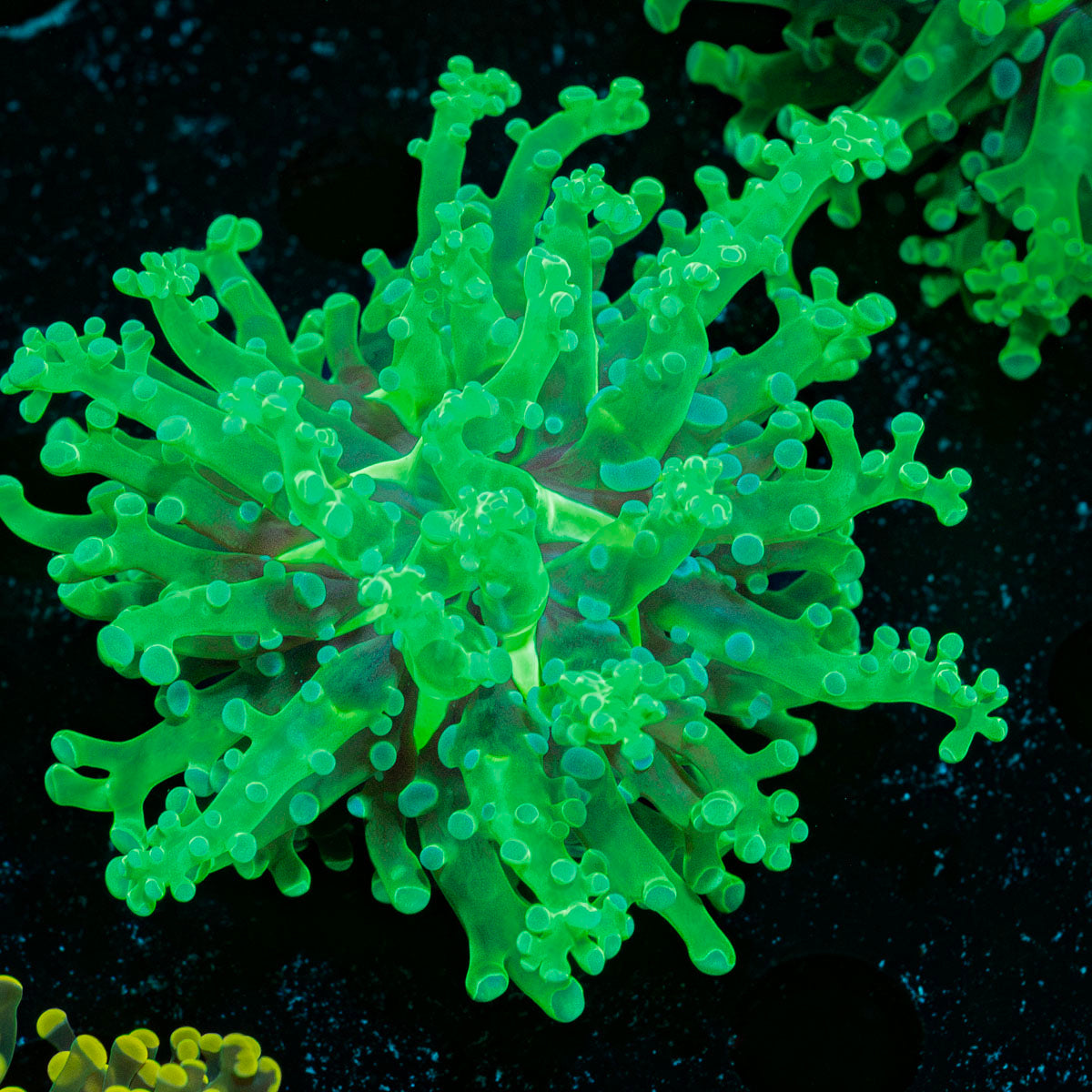 Classic Frogspawn Euphyllia Coral with branching fleshy heads in reef aquarium
