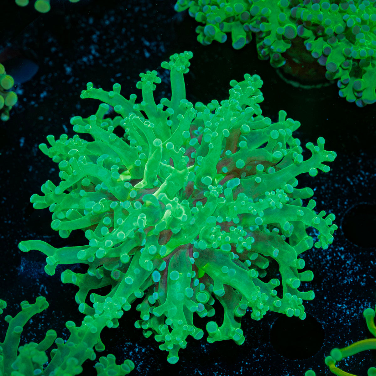 Classic Frogspawn Euphyllia Coral with branching fleshy heads in reef aquarium