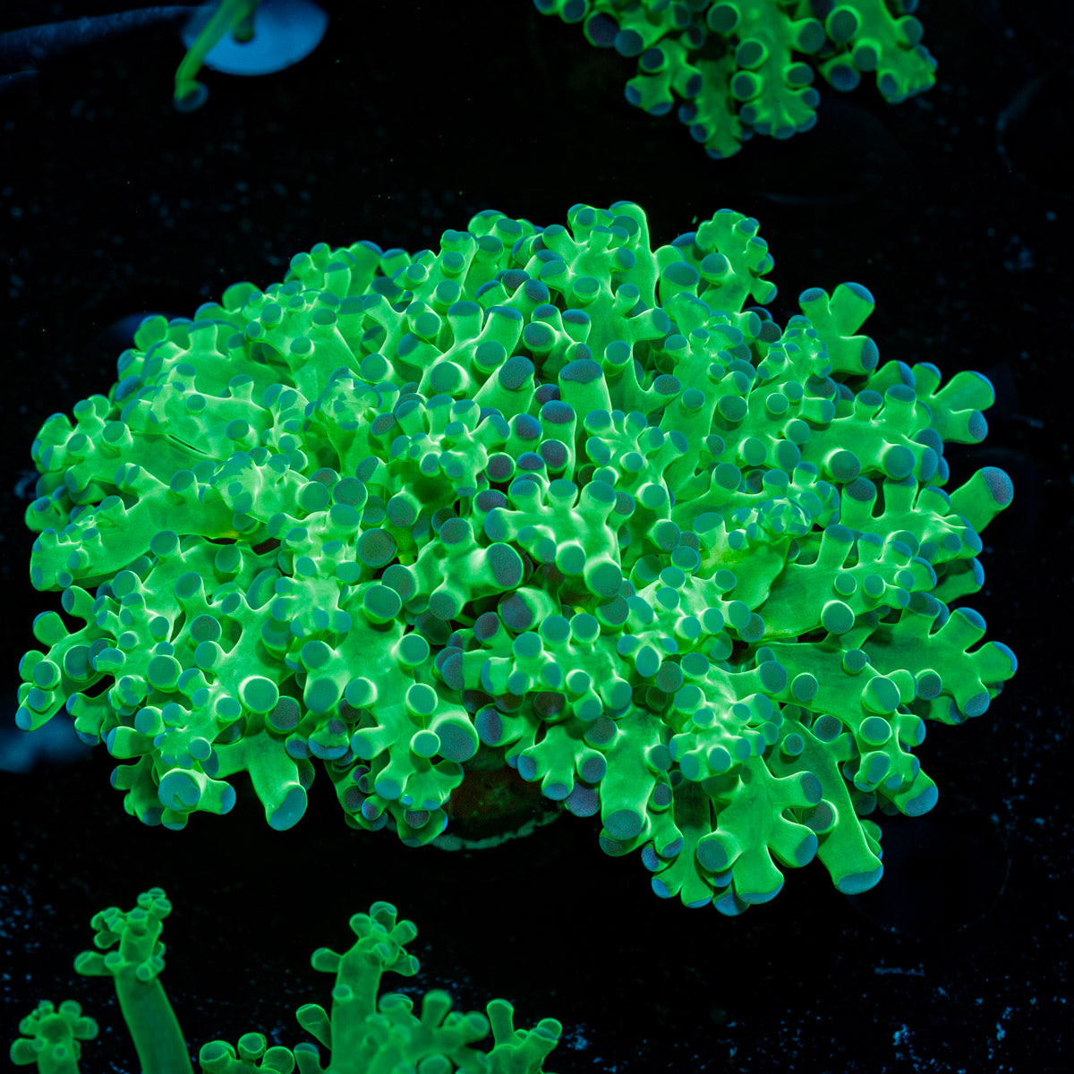 Classic Frogspawn Euphyllia Coral with branching fleshy heads in reef aquarium