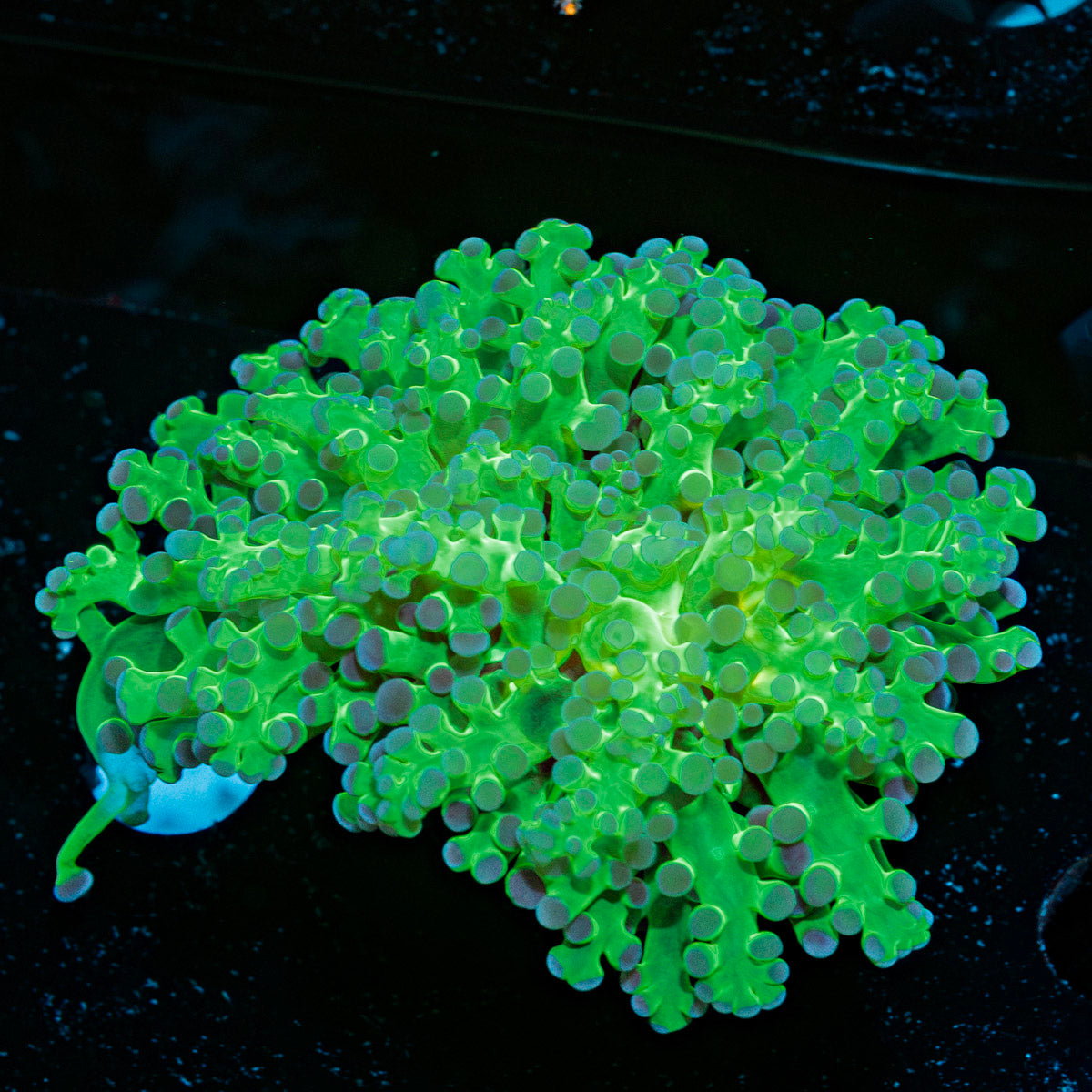Classic Frogspawn Euphyllia Coral with branching fleshy heads in reef aquarium