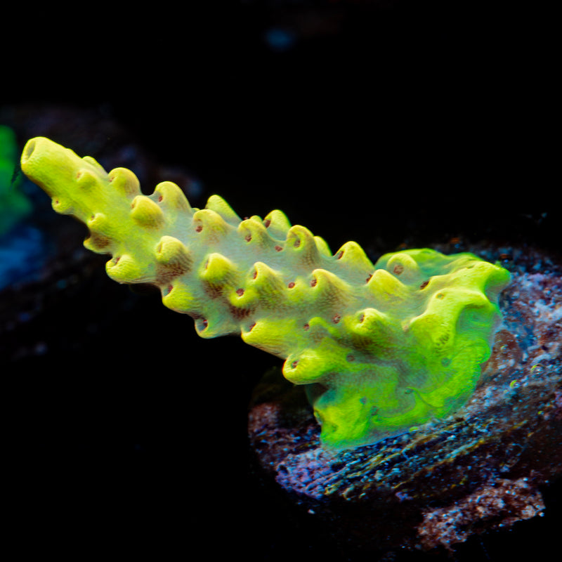 Pink Floyd Acropora Coral with branching growth in reef aquarium