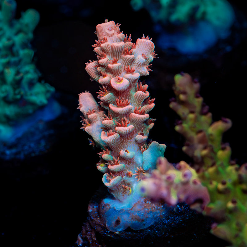 Cherry Bomb Tenuis Acropora Coral with branching growth in reef aquarium