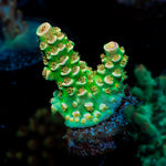 WD Acropora Coral with branching growth in reef aquarium