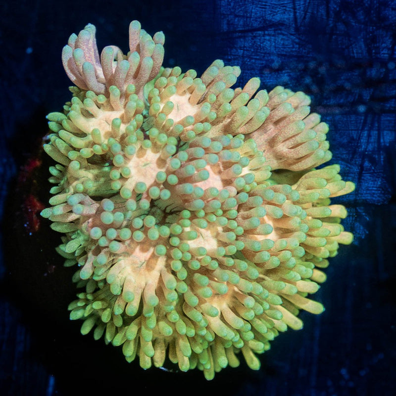 Encore Goniopora