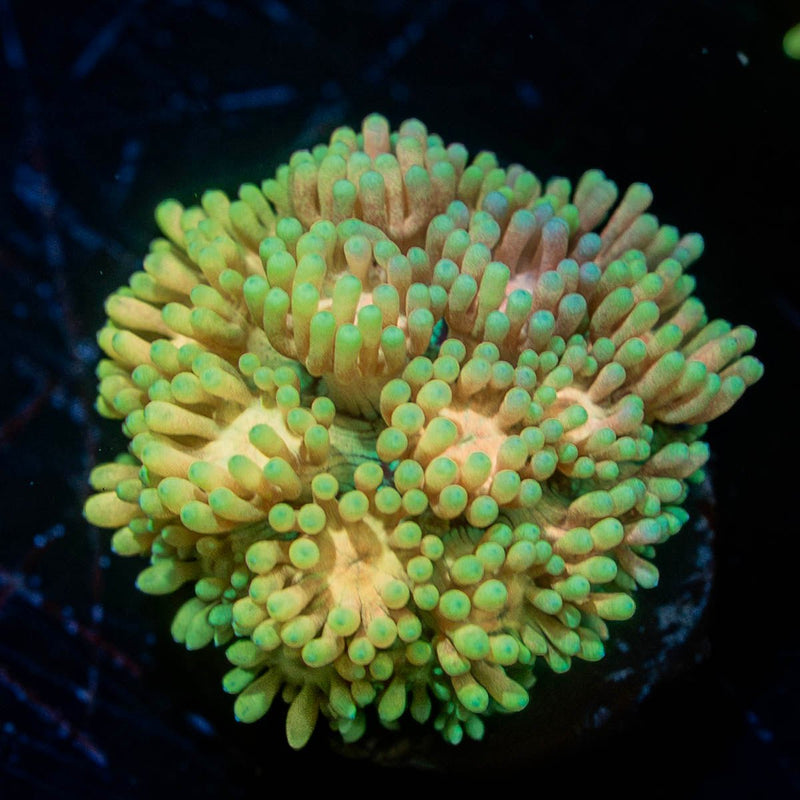 Encore Goniopora