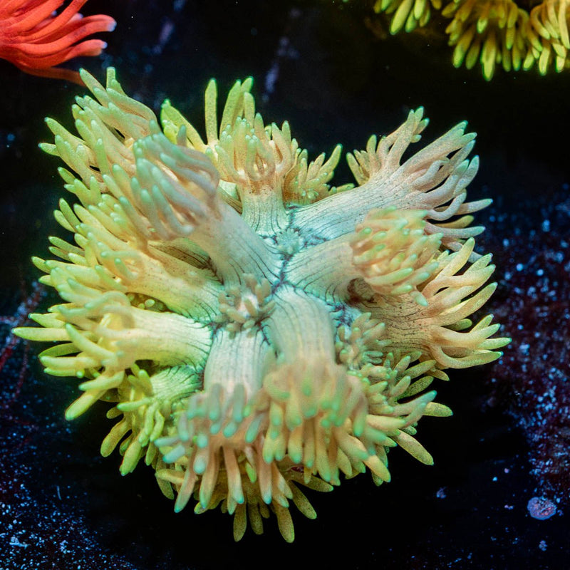Encore Goniopora
