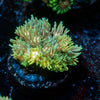 Encore Goniopora - riptide aquaculture llc