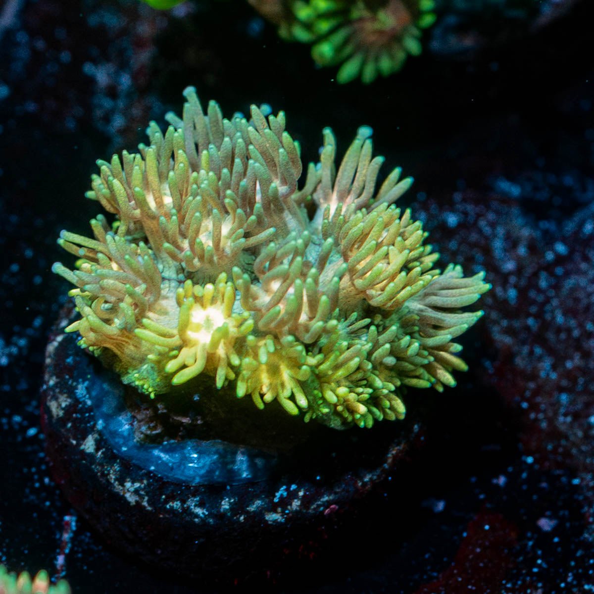 Encore Goniopora - riptide aquaculture llc