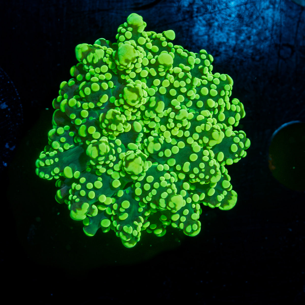 Neon Green Octospawn Euphyllia Coral with flowing tentacles in reef aquarium