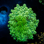 Neon Green Octospawn Euphyllia Coral with flowing tentacles in reef aquarium