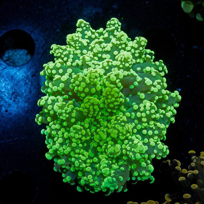 Neon Green Octospawn Euphyllia Coral with flowing tentacles in reef aquarium