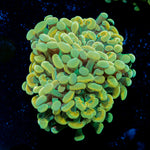 Gold Branching Hammer Coral with fleshy heads in reef aquarium