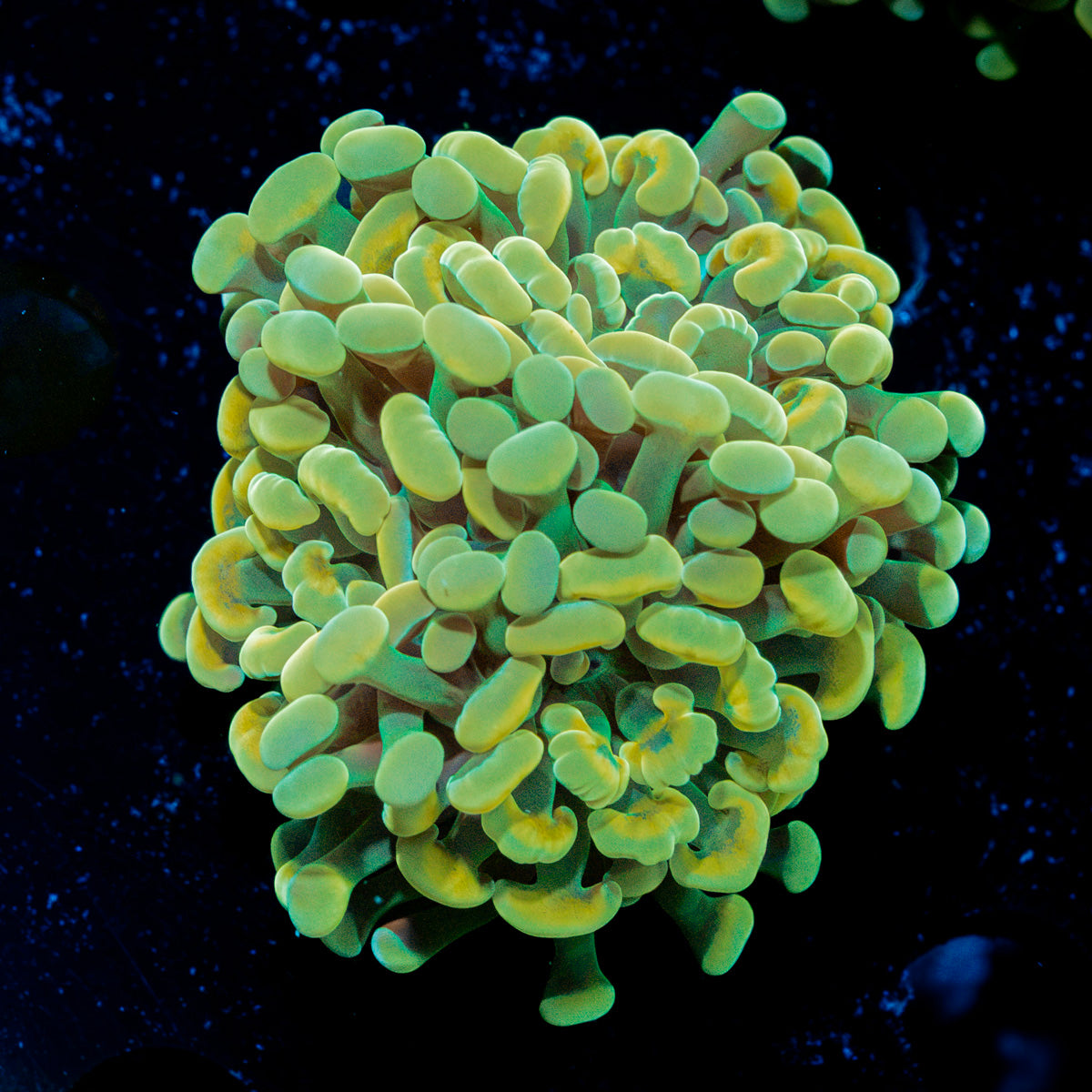 Gold Branching Hammer Coral with fleshy heads in reef aquarium