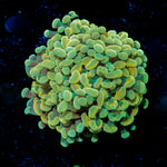 Gold Branching Hammer Coral with fleshy heads in reef aquarium